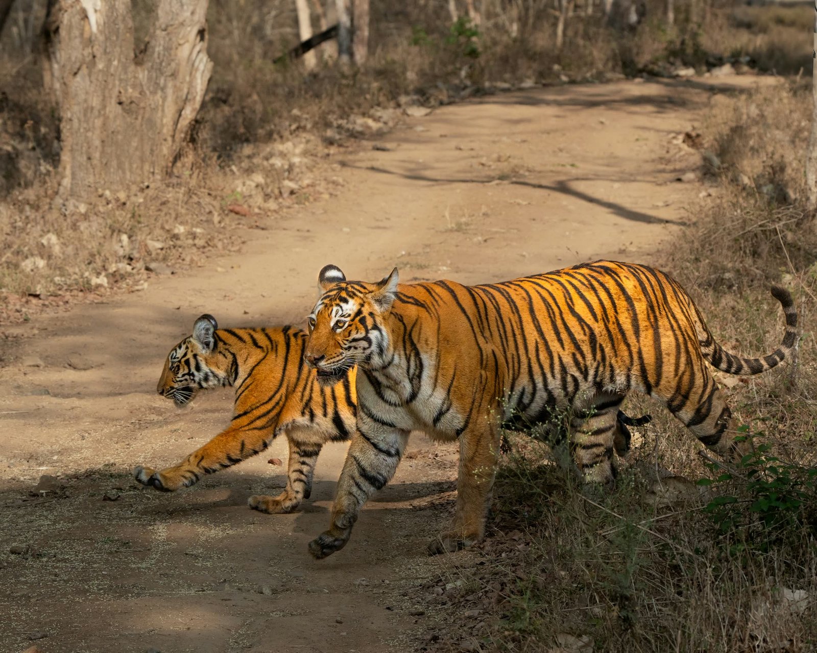 Nature Safari jeep territory — tiger crossing forest track